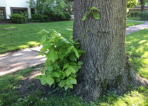 Suckers at base of tree